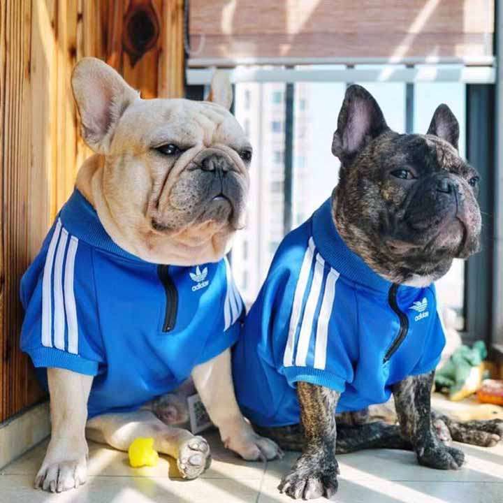 Adidas 猫と犬